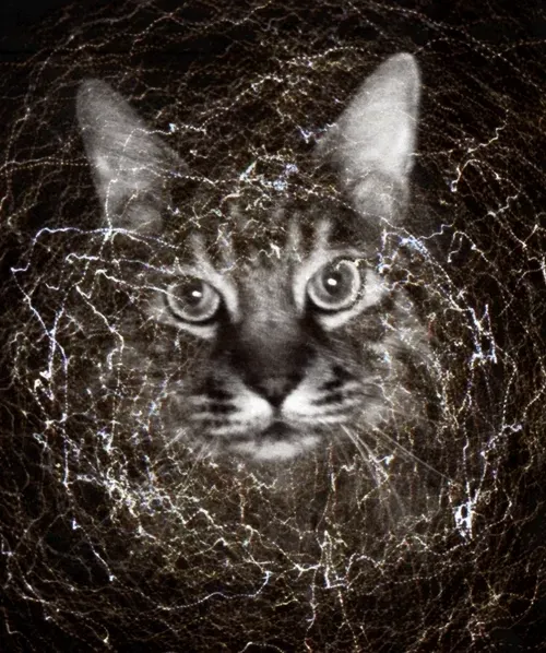 Item #46677297122039031221449977847173365421667821442589389250428357131808364560385 Media