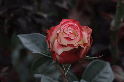 Item #68327891815088974381680309106564733444446266155657330601700582172169529720833 Media