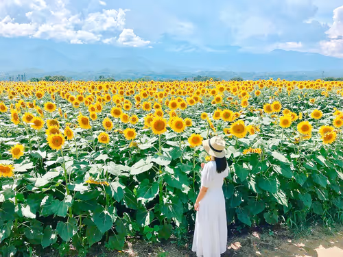 Item #109856220298400902651076580767902450481001671145135042895744925561798109691905 Media