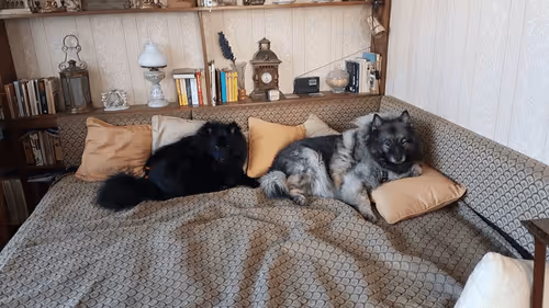 Tosca and Cherry relaxing