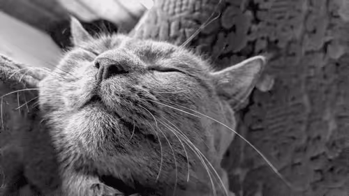 Untitled Collection #20496105