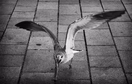 Item #17246773967106427395426250000565453120833818394642551124170626594209760542721 Media