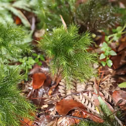 New pinetree