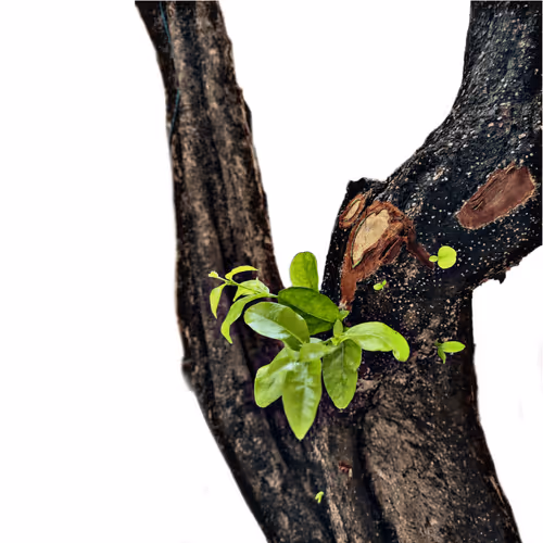 Item #34234254815072535961599382132884136117775170758724349056413657421642345742337 Media