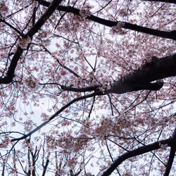 Cherry blossoms