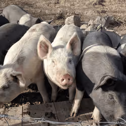 Attentive Pinky
