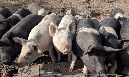 Item #16909268132680196582164481256812273154078811264340145543494239415373288964097 Media