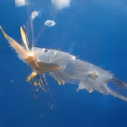 93923887731966639760197662534300547726212510779526051617655967359094610722817