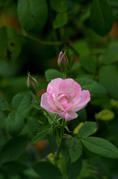 Item #56943947837122673731930897750220814689639948529564795848618456936365584023553 Media