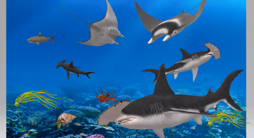 Item #41423174657448755454775180770704774351895892577704630438802697546773437612033 Media