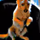 104147453989881076833453058404092167501582273085911917005625178178360809881601