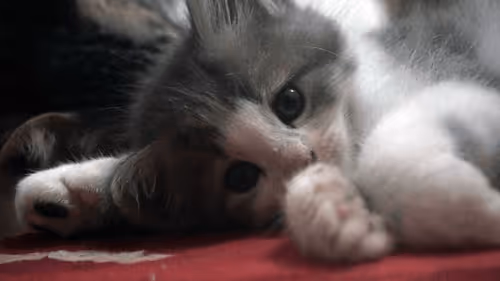 Item #15865915899171171774737831859124075338871041403581464105966369599953024581633 Media