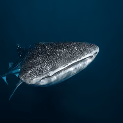 Majestic Whale