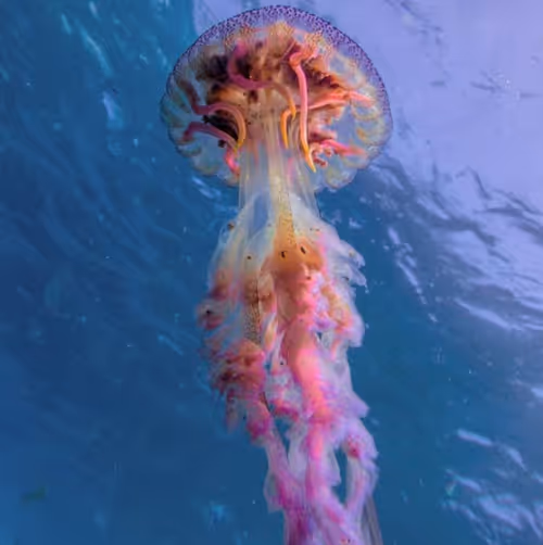 Item #101528073781406697475099613941177707799304664737776677206335620889622911909889 Media