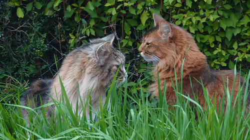 Item #88680272721371285934501562988049178859599418492822572919113237432274310397953 Media