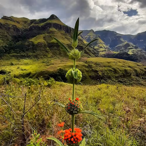 Item #36878996293003159420530988680394500714376917904275382563215545658408026767460 Media