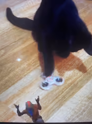 DJ Zorro the Cat