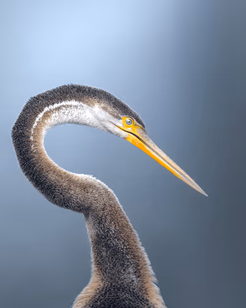 Item #61684684013370051227163866082320023750896296023852719411798081160007288619158 Media