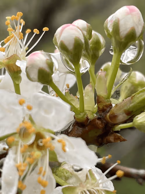 Item #55498827453282751112994663474612527609893380765469579837476847572636332457994 Media