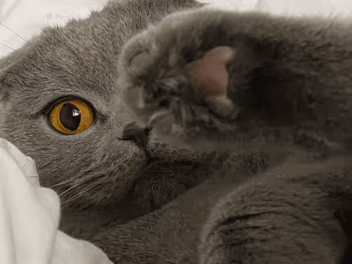 Item #71751047679511305985011817054352364605504148284906352718983005697945915883521 Media