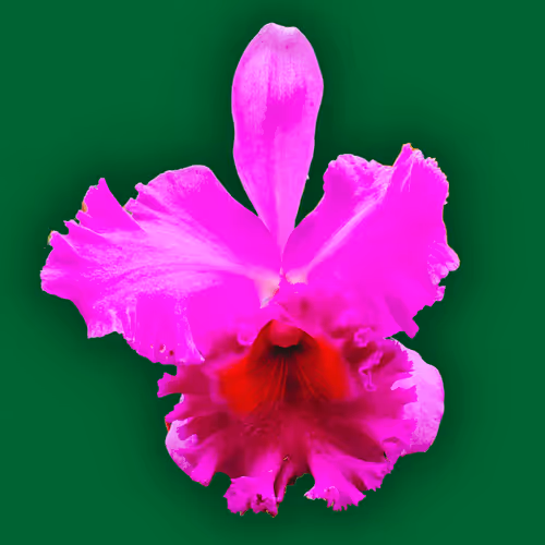 Item #43190579806433981010774040212734353374582811192863113586455236100114933088257 Media