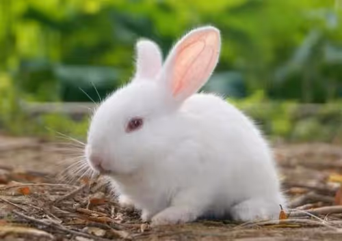 Item #68992994871678840230737782920192836034454221596587270053419323758170238615553 Media