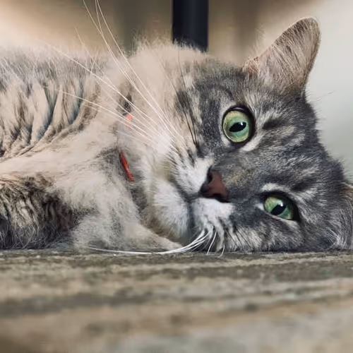 Untitled Collection #41530568