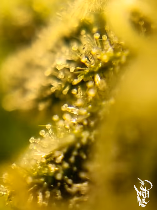 Item #5375170019579864055237503846740004616490270421629515868893561885978733314049 Media