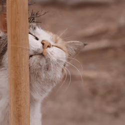 lazy cat