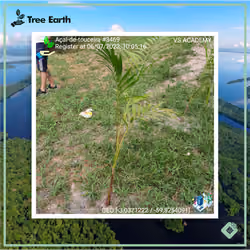 Açaí-de-touceira[Euterpe oleracea Mart.] - Plant Certificate #3469