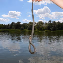 109162157552346088047496633038404394118504199992061596446112929354441524510721