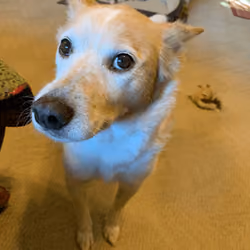 Butters "Woofit"