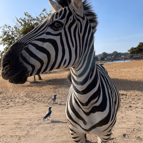 zebra 🦓