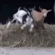 96564313623556838037383445480953396848486855302597539068146780866023627161601