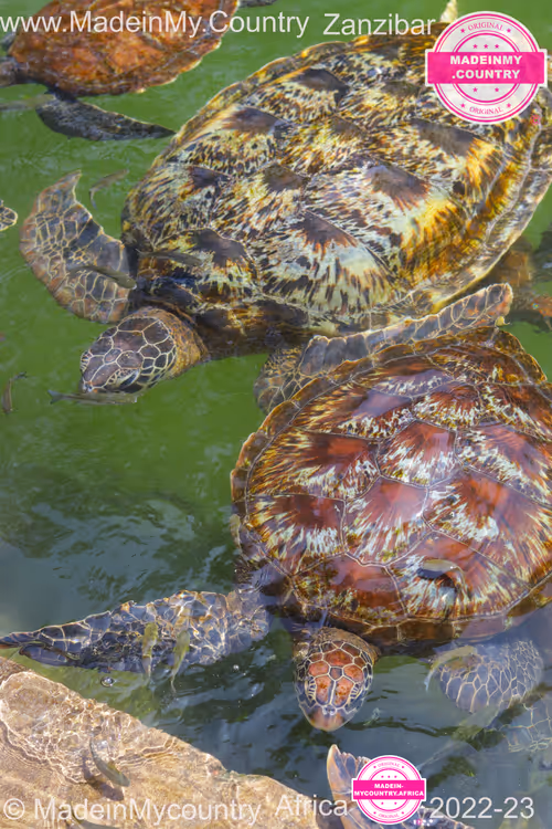 Item #21218919643484846679386017214105436286474954155539936946797714243532175179826 Media