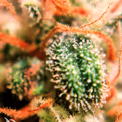 5375170019579864055237503846740004616490270421629515868893561895874337964033