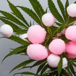 Cotton x Marijuana