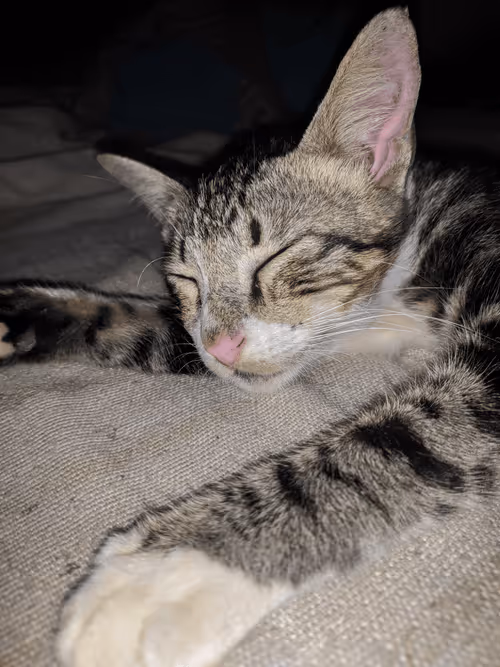 Item #3586666694452580402999415984359331786780732040350884046406760037135182462977 Media