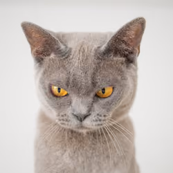 NFT CAT