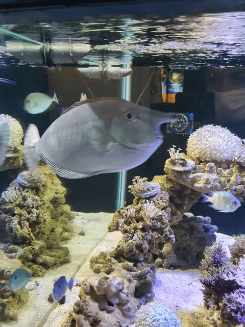 Item #83958100256980711035398363150481960541013843163520717239348696214497981890561 Media