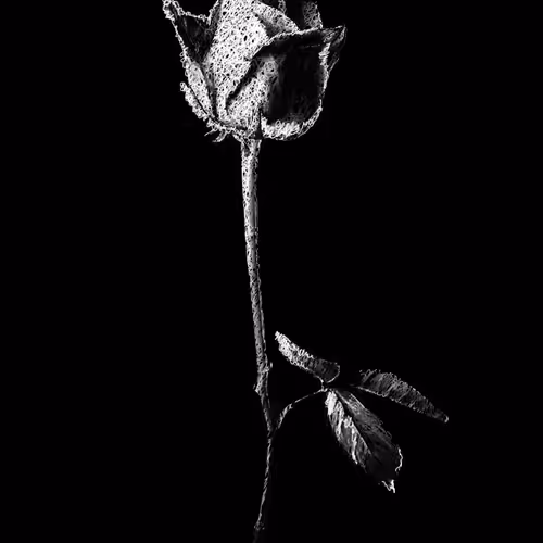 Item #20286817641922993541065929101952433978531825078991625494647867531625217654785 Media