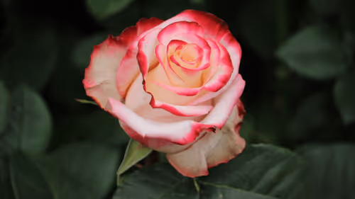 Item #68327891815088974381680309106564733444446266155657330601700582123791018098691 Media