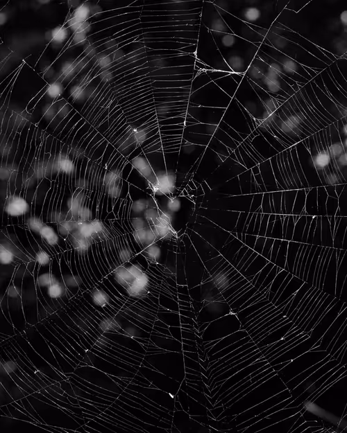 Item #109162157552346088047496633038404394118504199992061596446112929343446408232961 Media