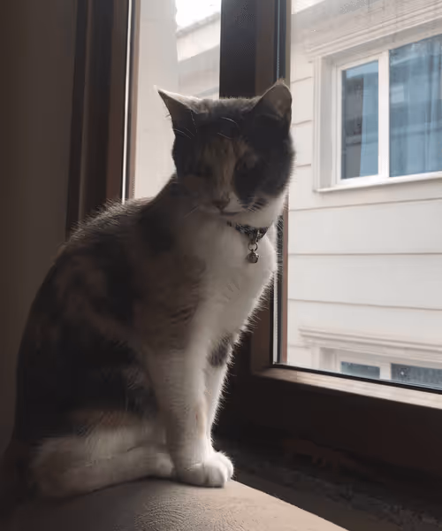 Item #14464008018806657032791712950443942838923644749825459179522451968296744910849 Media