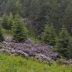 Dikmen Plateau