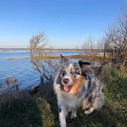 Australian shepherd - Happy