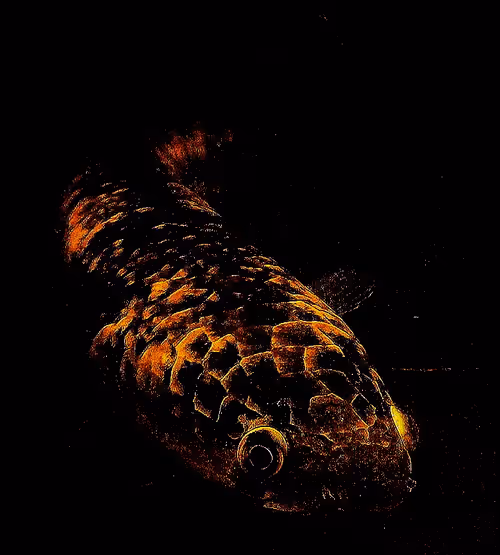 Item #59294088185671004117855286215927044970473717371729338351918348146327559340033 Media