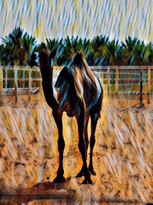 Item #36782780807699903135038144501557320909410292895804866127374726091911051870209 Media