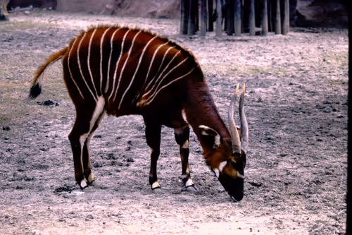 Item #113047771030127017240919341709485116586684509374101894410877815040386252406785 Media