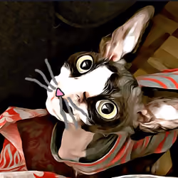 Sphynx Bigotes